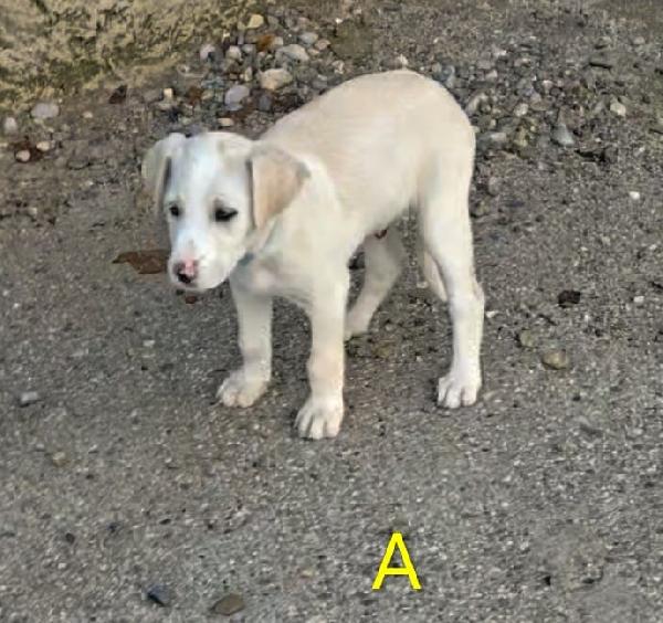 🐾 ADONE, UN PICCOLO EROE IN CERCA DI AMORE 🐾 Foto 2